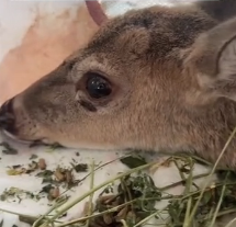 N0601066 couple rescued deer trapped in frozen lake then… #Rescuea