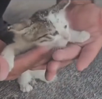 N0601067 divine miracle saves poor cat…and gives him second life