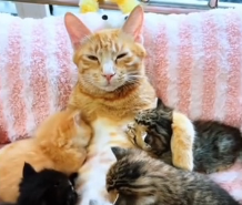 N0601068 man helps cat rescue her newborn kittens sewer…and adop