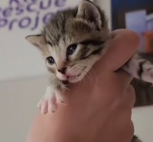 N0601069 Couple Rescues Homeless Kitten in Park Adopts It You Won Be