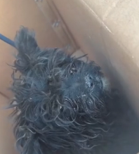 N0201020 Rescue stray dog#rescue #cute #helpanimals #love #dog