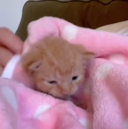 N0601070 woman rescues adopts an orphaned orange kitten, then