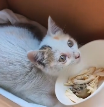 N0601071 Rescue poor cat then #rescue #fyp #animals #cat #love #kitten