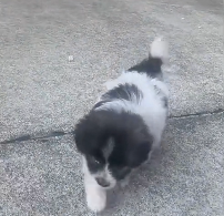 N0601072 Rescue dying puppy then #rescue #fyp #animals #love #cute #dog