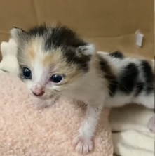 N0601073 Rescue newly born kitten then #rescue #fyp #animals #love #cute