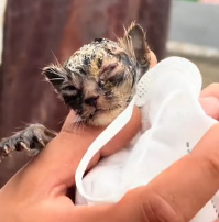N0601074 Rescue poor kitten then #rescue #fyp #animals #kitty #kitten #cat