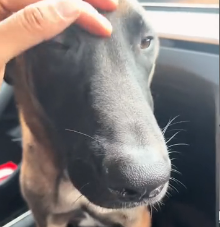 N0601075 Rescue poor dog then #rescue #fyp #animals #dog #puppy #love #c