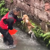 N0601076 Rescue drowning cat then #rescue #fyp #animals #cat #kitten #ki