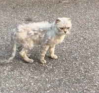 N0601077 Rescue cat jumped out of car #rescue #fyp #animals #cat #kit