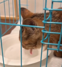 N0601078 Rescue poor kitten then #rescue #fyp #animals #kitty #kitten #c