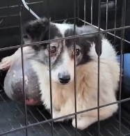 N0601079 Rescue sick dog then #rescue #fyp #animals #dog #dogs #puppy #r