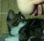 N0201021 Rescue stray cats #rescue #helpanimals #love