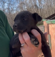 N0601080 Rescue poor puppy then #fyp #rescue #animals #dog #dogs #puppy