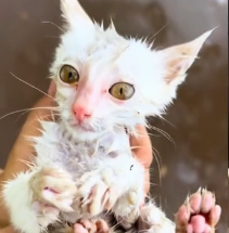 N0601081 Rescue poor cat then #fyp #rescue #animals #cat #kitten #kitty