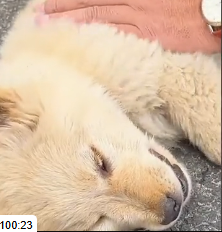 N0601082 Rescue an abused puppy then #rescue #fyp #animals #dog #dogs #puppy