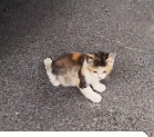 N0201003 Rescue stray cats #rescue #cute #helpanimals #love #cat #catsoftikto… (1)
