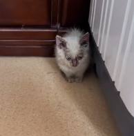 N0601083 Rescue kitten has been abused by its owner then #rescue #f…