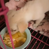 N0601085 Rescue poor puppy then #rescue #fyp #animals #puppy #dog #dogs