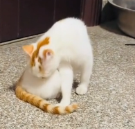 N0601086 came across cat allocation system then #rescue #fyp #animals