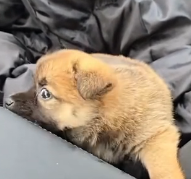 N0601088 Rescue puppy hiding under car then #rescue #fyp #animals #pup