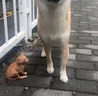 N0601089 Rescue an abandoned kitty then #rescue #fyp #animals #cat #kitty