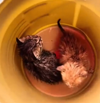N0601090 Rescue two abandoned cats on rainy then #rescue #fyp #animal #cat