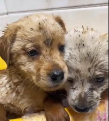 N0201022 Rescue stray dogs #rescue #cute #helpanimals #love #dog