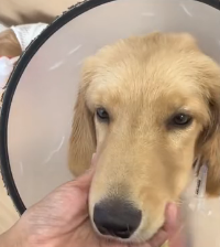 N0601091 Rescue dog in car accident then #rescue #fyp #animal #dog #pu