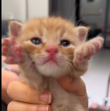 N0601092 picked up newborn kitty then #rescue #fyp #animals #animal #c