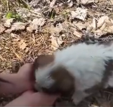 N0601094 Rescue stray dogs #rescue #cute #love #rescueanimals #trust #animals… (3)