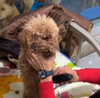 N0601098 What would you do if you met puppy at water edge #DogRescu