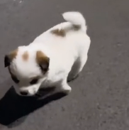 N0601099 found puppy in garbage on my way home work. #DogRescue#S