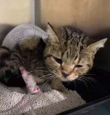 N0601100 Rescue cat whose head is stuck in stone slab!#catresvue #straycar