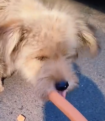 N0801001 #dogvideo #poordogvideo #poordog #dogsoftiktok