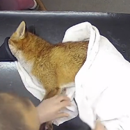 N0801003 fox had become completely stuck on an iron gate, his leg be