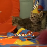 N0801004 is one of saddest things have ever seen on rescue. did