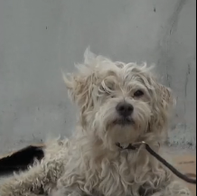 N0801005 Dog thrown on freeway, gets hit by car, lays motionless until s