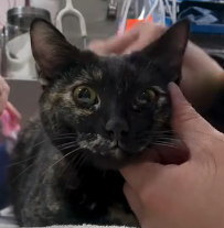 N0801006 So many animals would have died without help of our amazing suppo