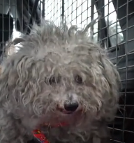 N0801008 Many people asked us if we stole dog homeless man on th