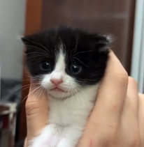 N0801009 Kitten in Rain #rescue #animal #cat #tiktok #love