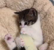 N0801011 found little cat on side of road, took her home, then