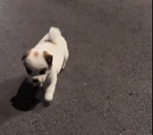 N0201024 Rescue stray dogs #rescue #cute #helpanimals #love #dog (1)