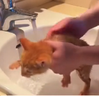 N0801013 Girl found lost kitten brought it home#rescue #resuceanimals #a…