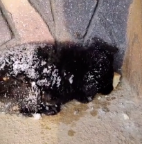 N0801014 adorable dog was rescued in snow ice#animals #animal #lo