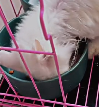 N0801016 Please have mercy on those poor animals #animallover #animals #cute