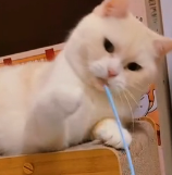 N0801017 So poor#animals #animallover #rescueanimals #cute #iloveyou #cat #cat