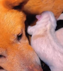 N0801018 So poor #animals #rescueanimals #cute #dog #lovedogs #puppy