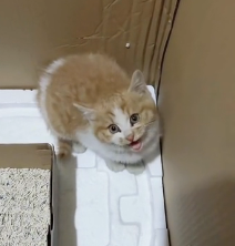 N0801019 it searches its beloved mother#animals #loveanimals #animal #cute…