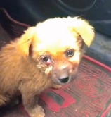 N0801020 little dog was abandoned luck came#animals #loveanimals #cute…