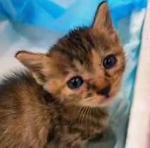 N0801022 So poor #animals #animal #loveanimals #cuteanimals #fyp #petlover #ca